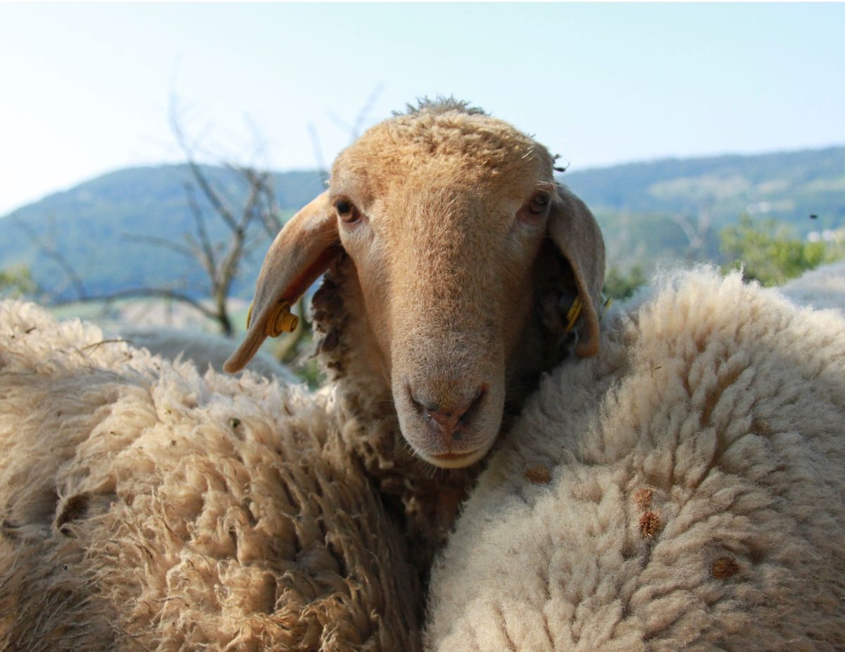 UN AMORE DI PECORA