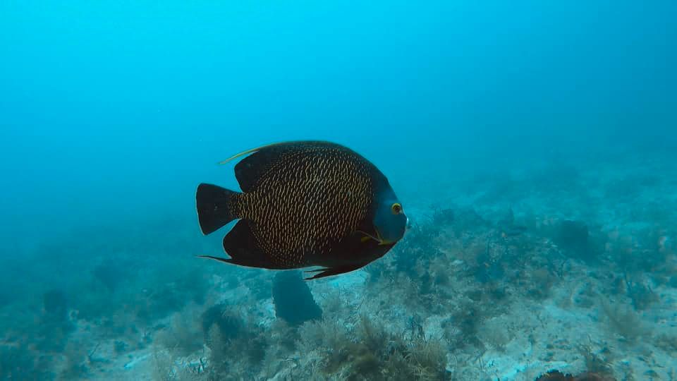 REEF Fish Survey and PADI Fish Identification Certification: 2 Dives!