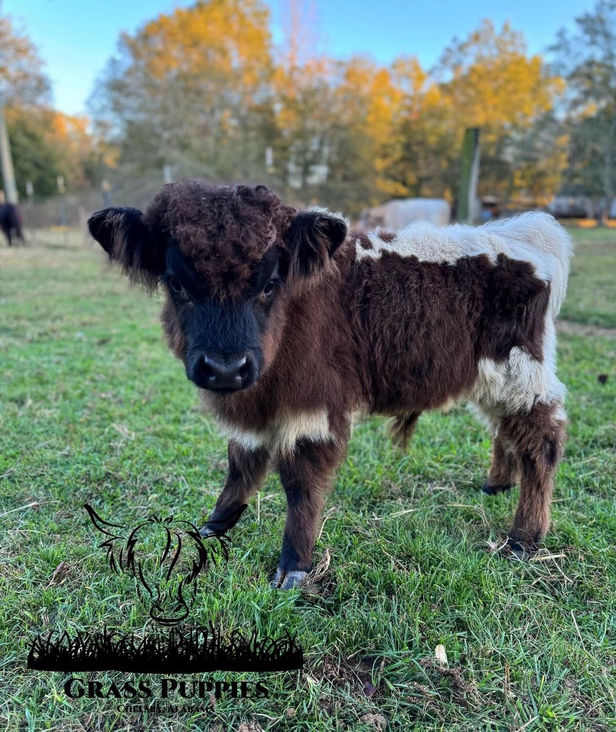 Mini Cow Snuggles