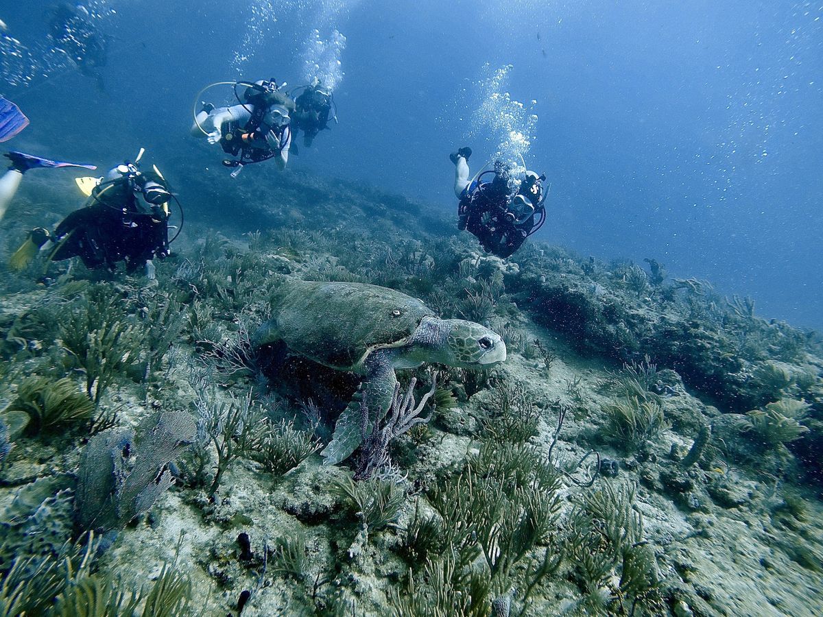 Sea Turtle Safari