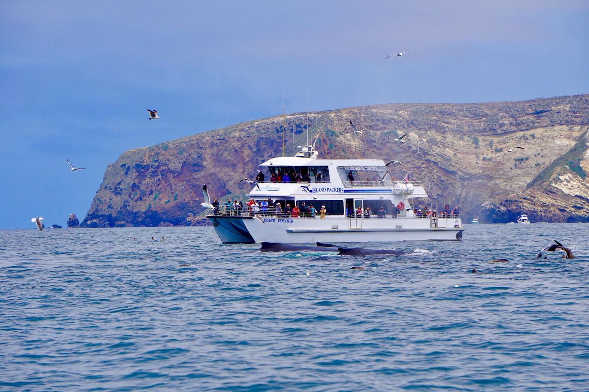 Ventura Anacapa Shoreline Cruise