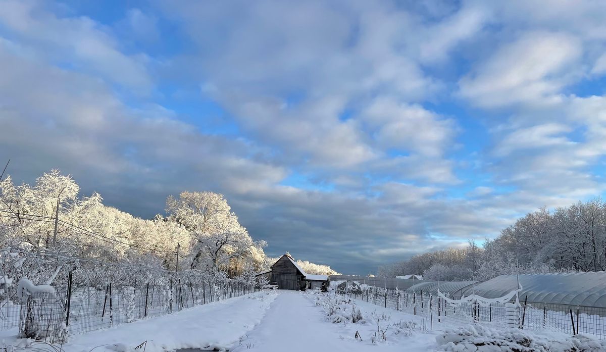 Another Winter's Morning Sound Bath on the Farm