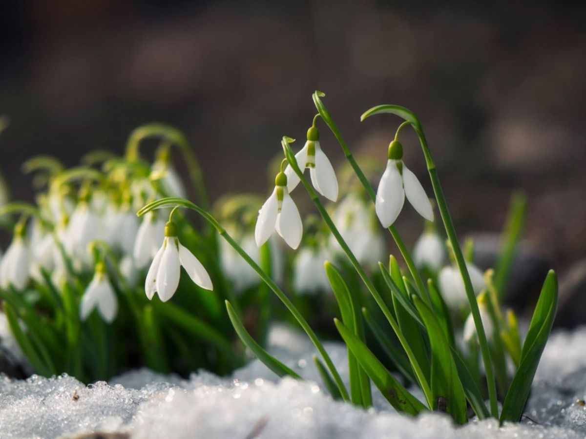 Snowdrop Walk Walsingham Abbey followed by lunch at Nortons Cafe