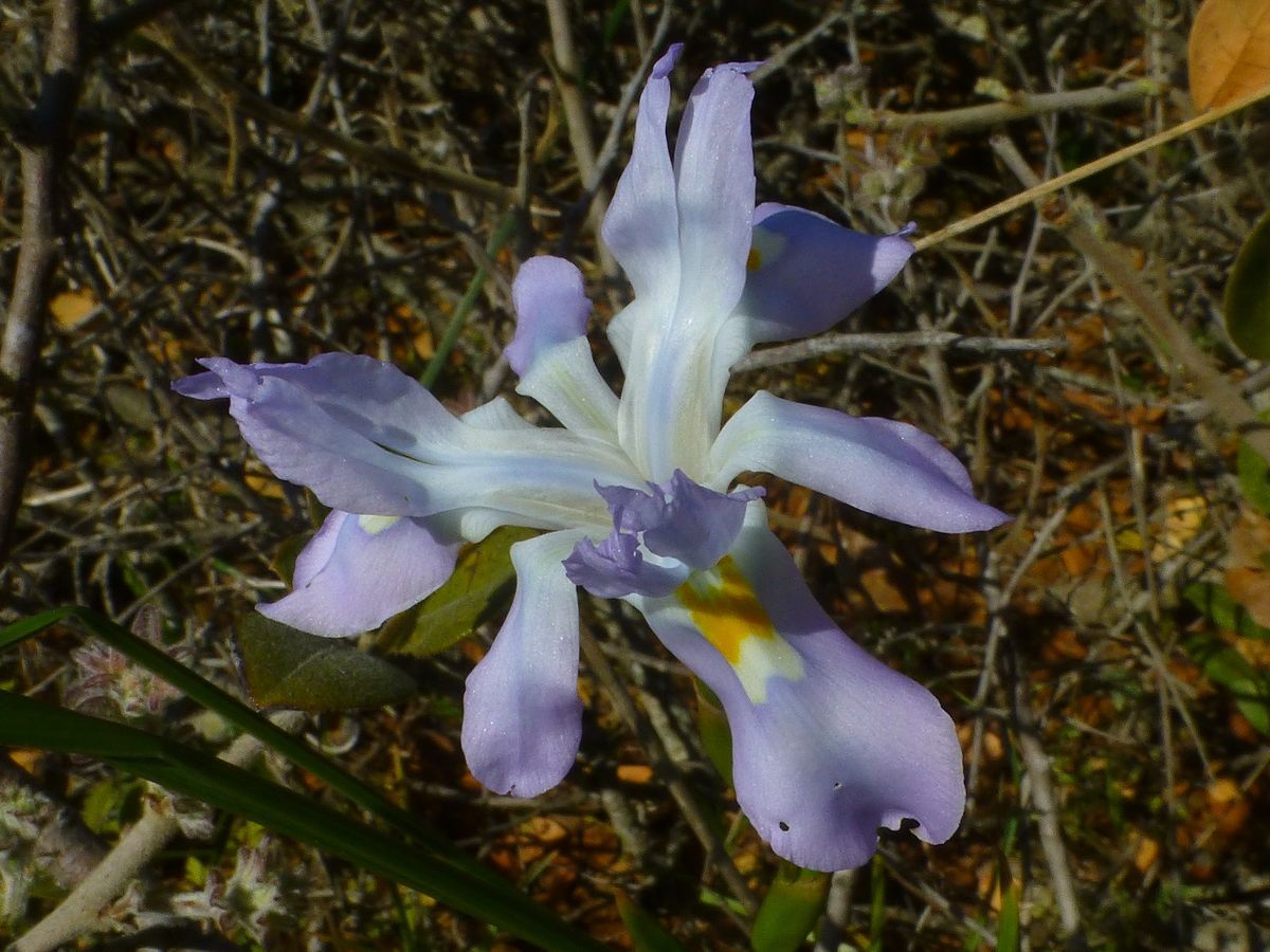 Botanical Walk - Blaauwberg Nature Reserve