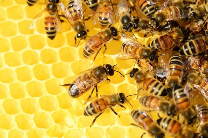 Bees and Beekeeping--presented by Kathryn Anderson