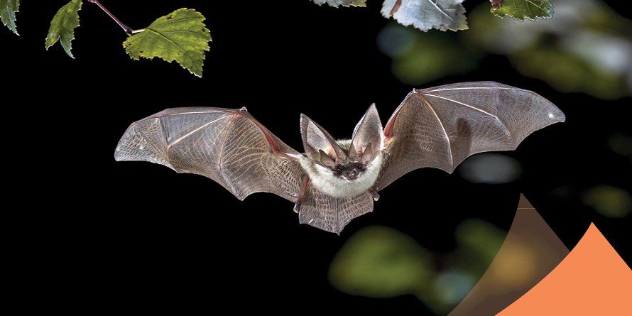 Saguaro National Park Presents: Beautiful Bats!