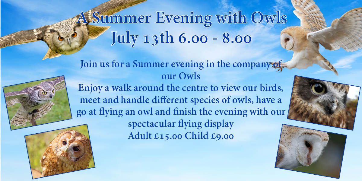 A Summer Evening with Owls