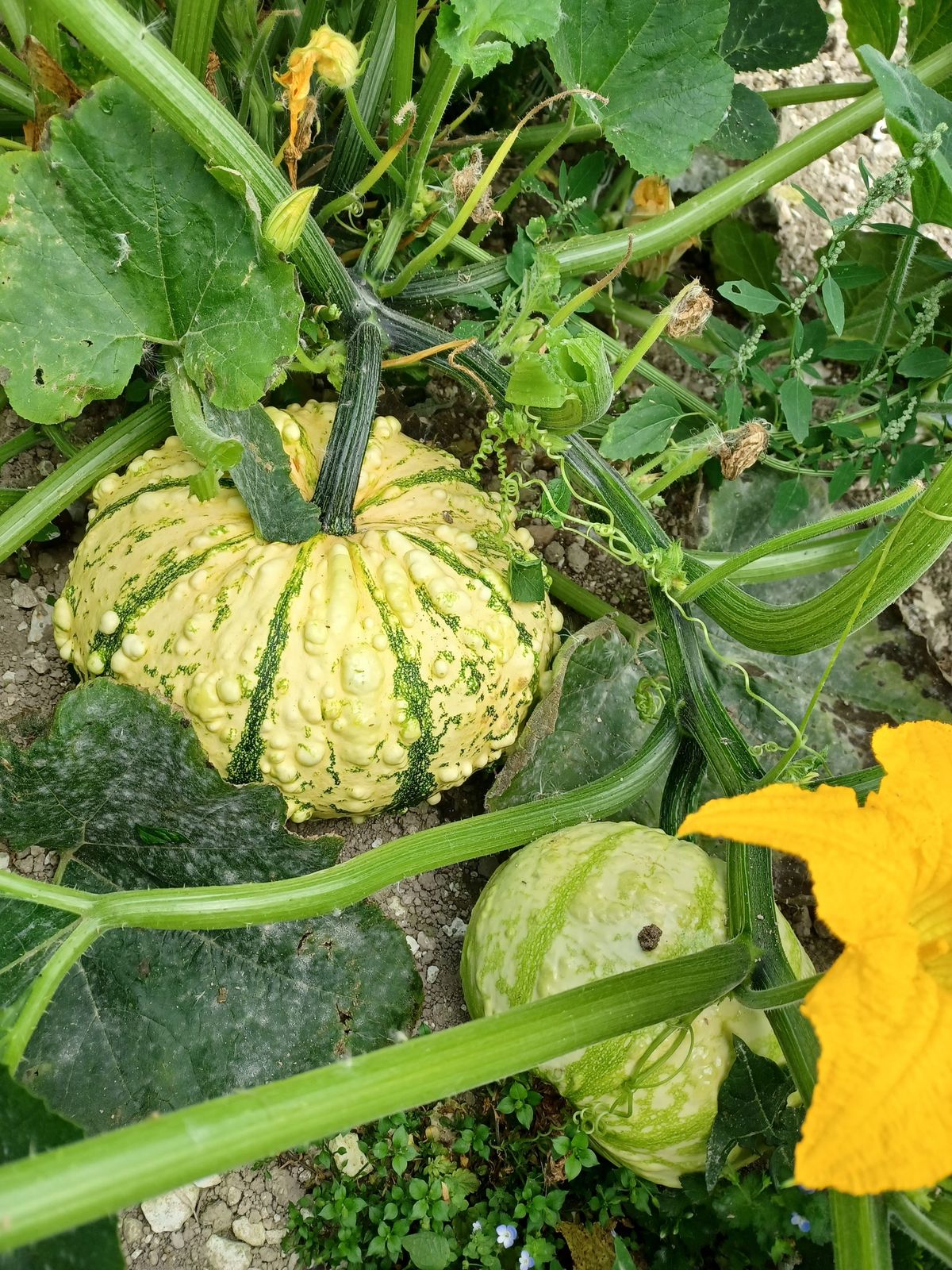 PYO Pumpkins, Nr Bulford