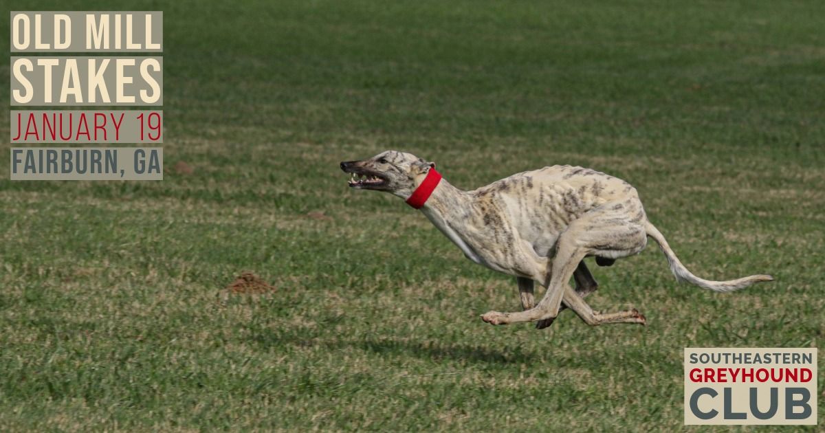 Old Mill Stakes - Lure Coursing