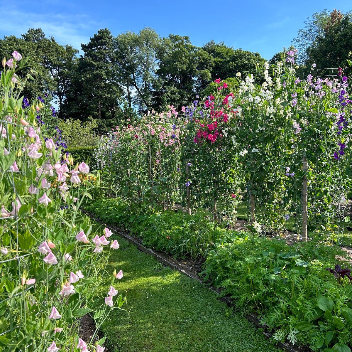 Spring Sweet Pea Sowing Workshop