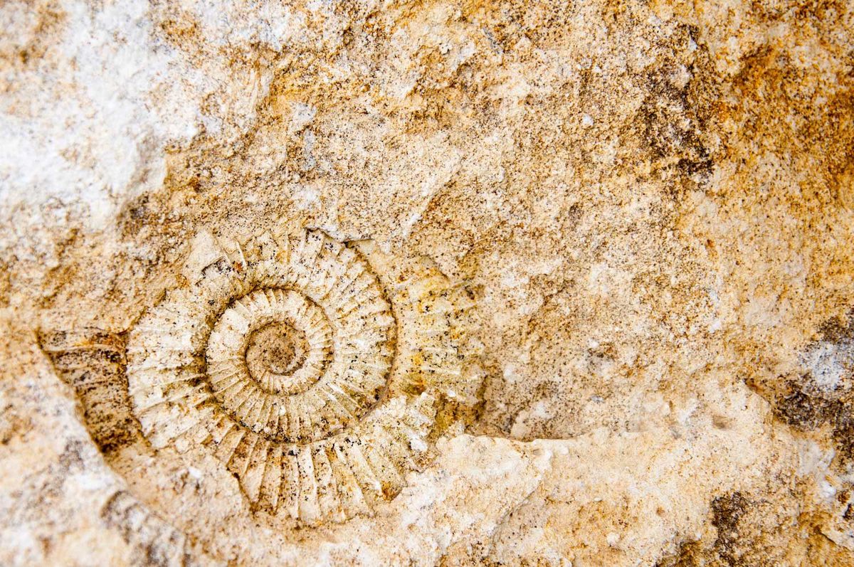 Fossils: Frozen in Time Hike