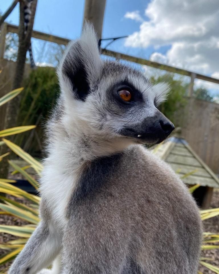 Summer Open Day & Lemur Conservation Awareness