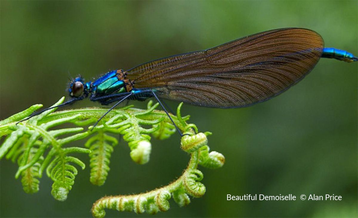 An Introduction to the Dragonflies & Damselflies of Sussex