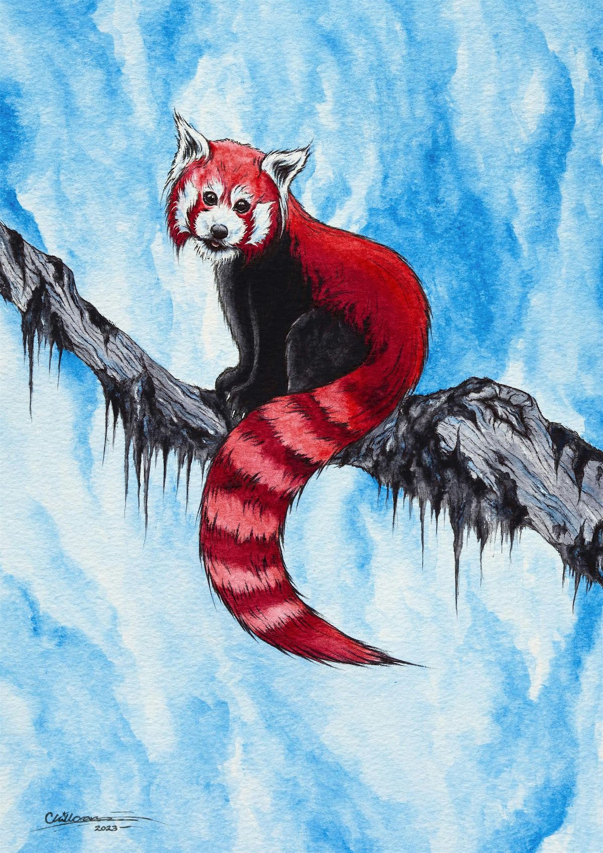 Red Pandas in Watercolour: Workshop with Chad Killoran