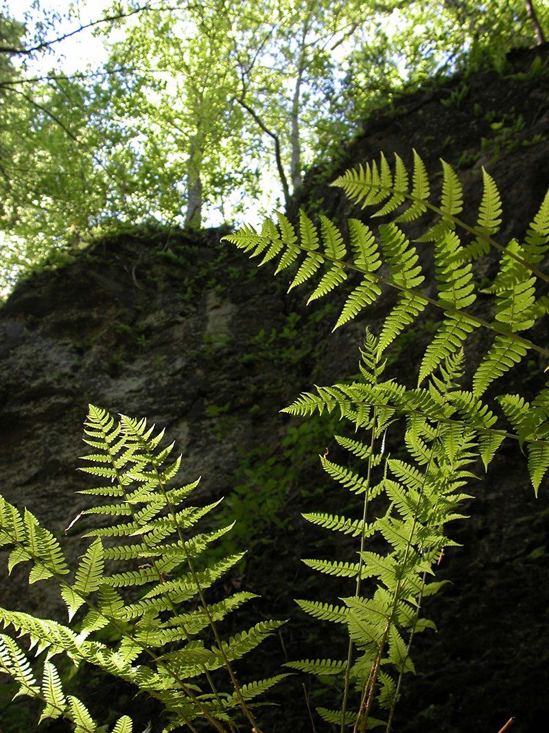 Ferns of the Appalachian Heartland