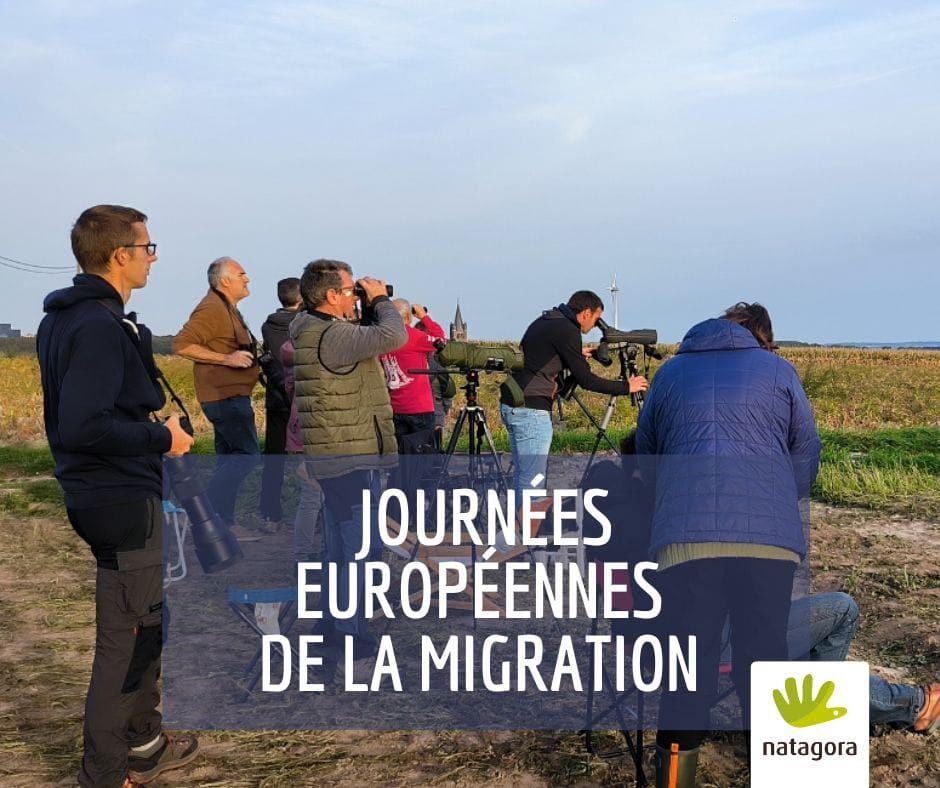 Observation de la migration des oiseaux 