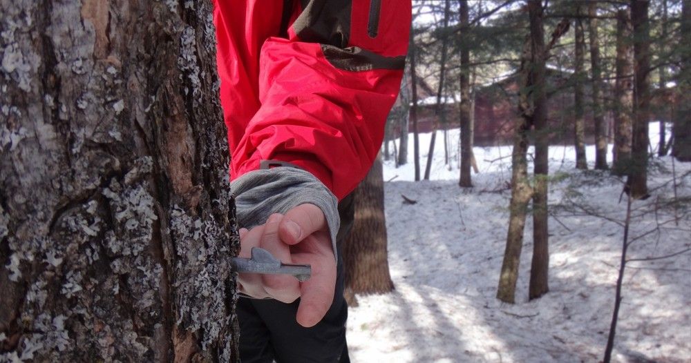 Maple Syruping 