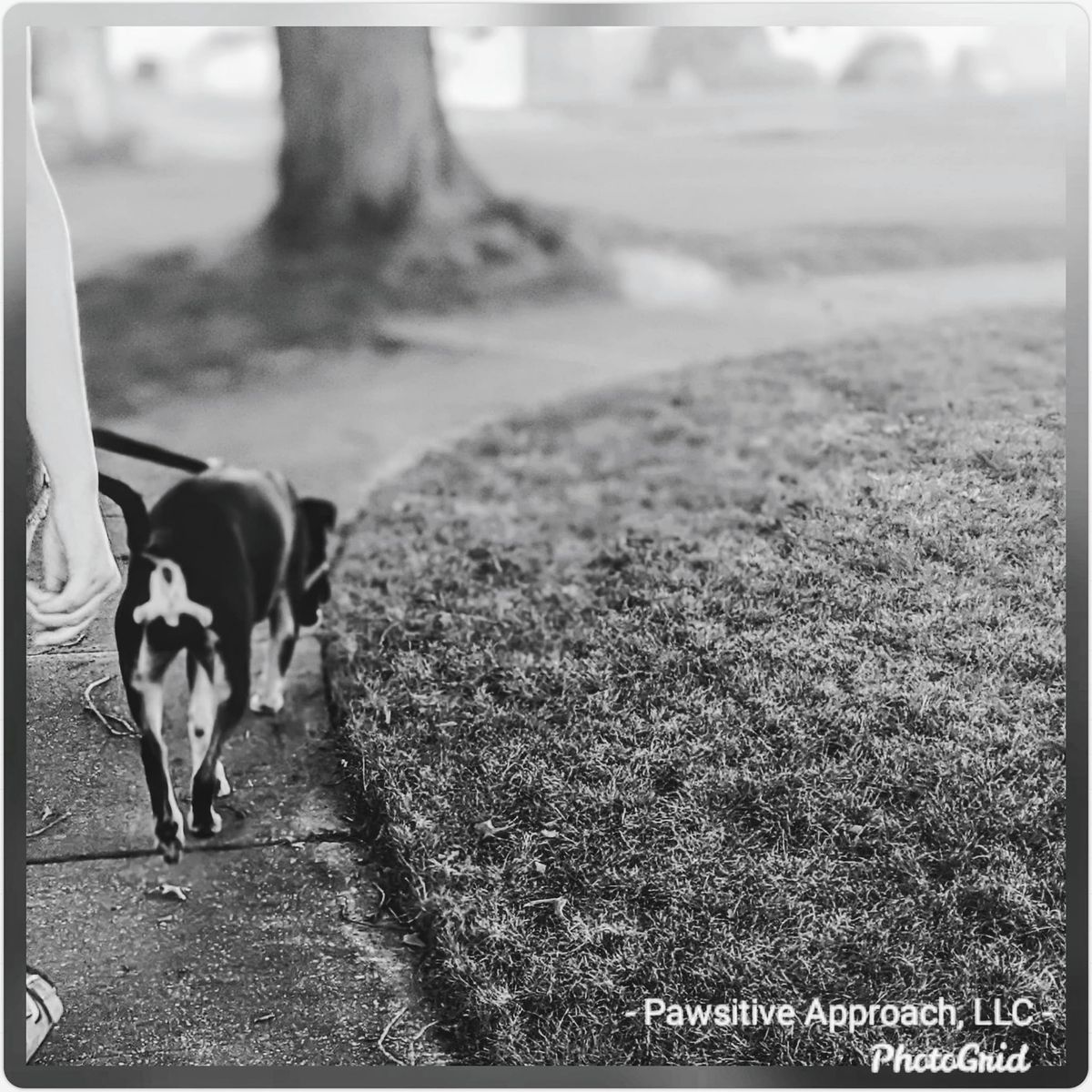 Pawsitive Strides: Loose Leash Dog Walking Class