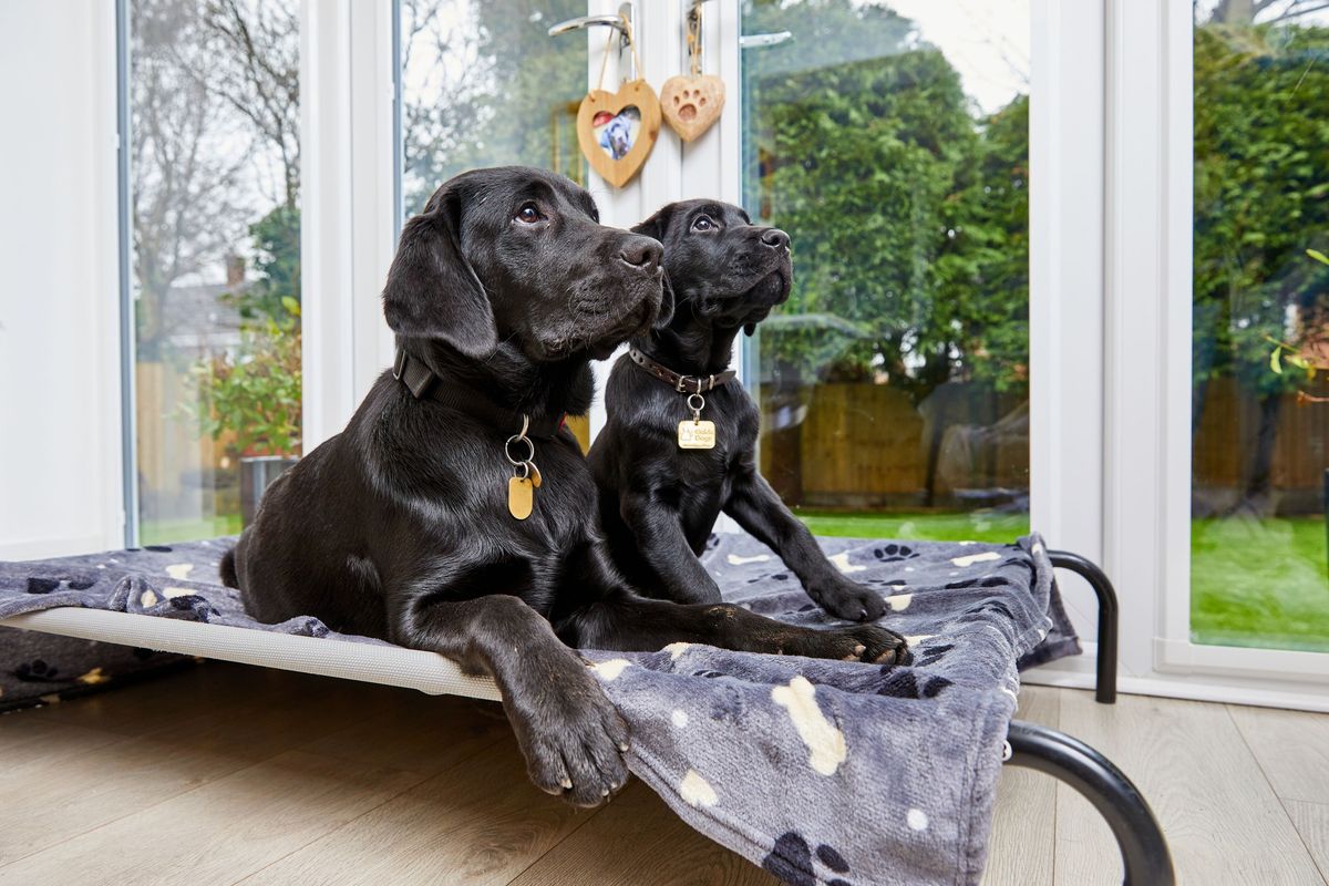 Guide Dogs Volunteer Taster Afternoon