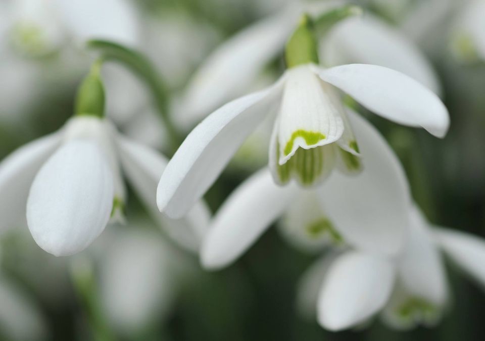 Hopton Hall Snowdrop Walk