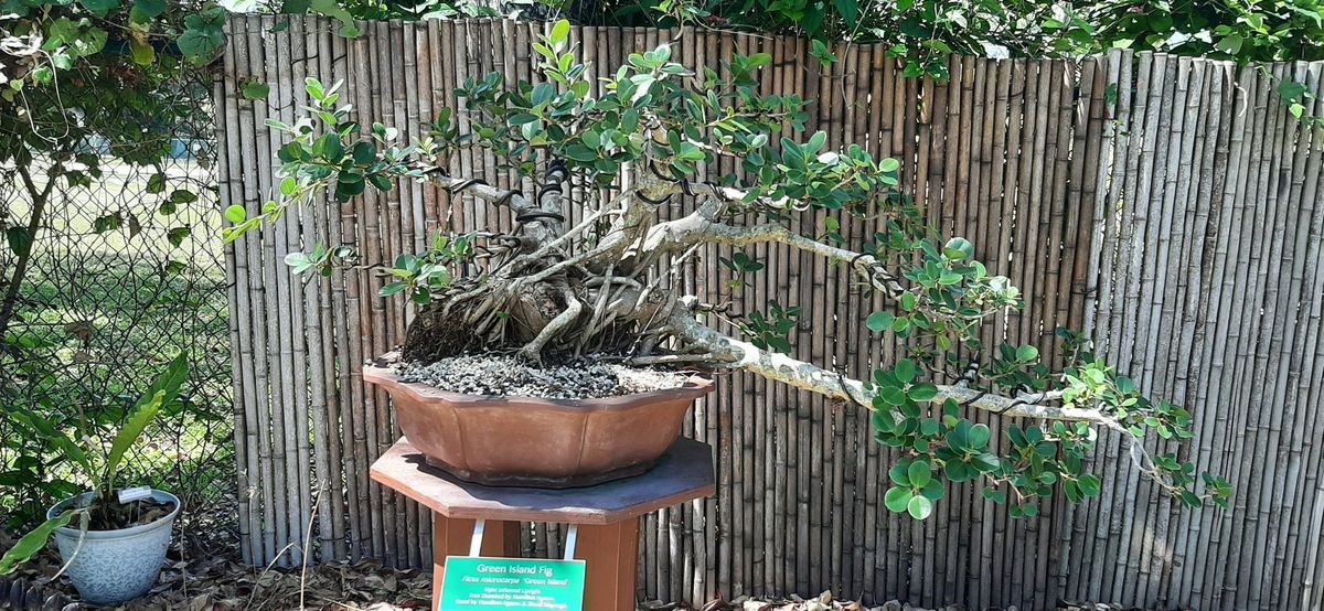 Bonsai Society of Southwest Florida Annual Bonsai Show & Sale @ Garden Council