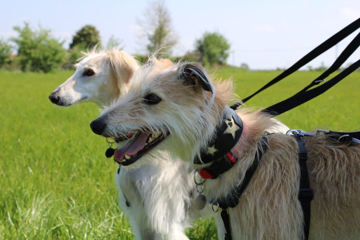 Gloucestershire Greyhound and Sighthound Walks