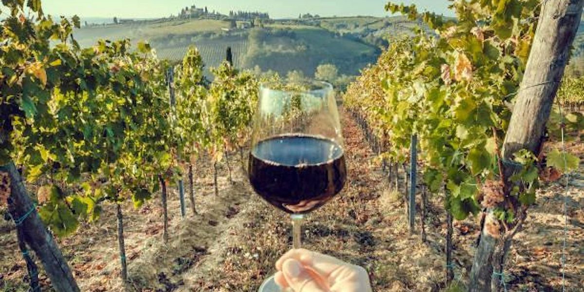 Wine Wise : Premium Italian Wines