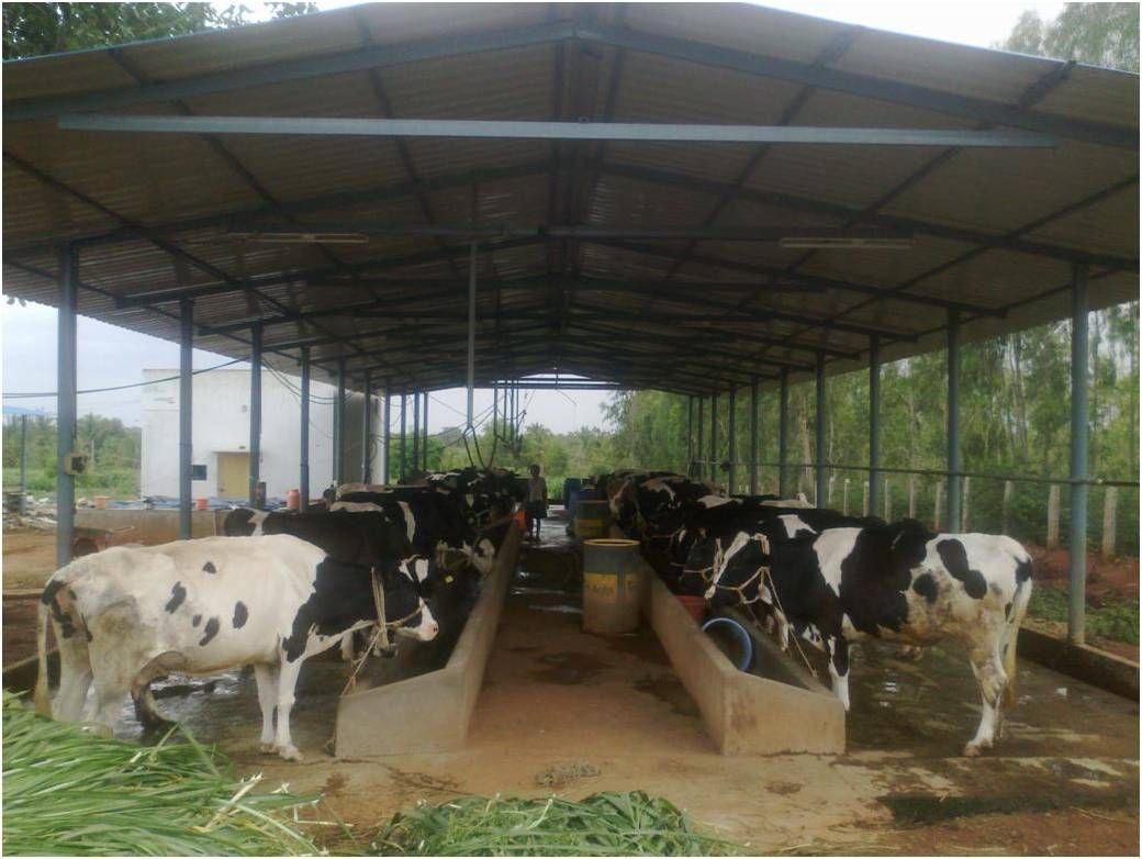 Commercial Dairy Farming - One Day Workshop - 7\/7\/2024