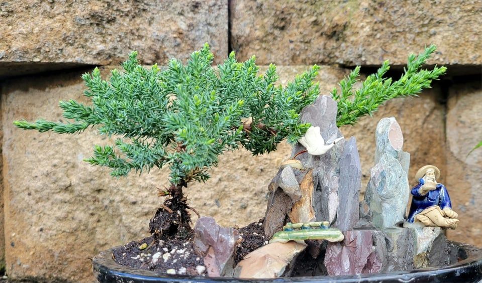 POWAY:  Bonsai Basics with Richard Wright