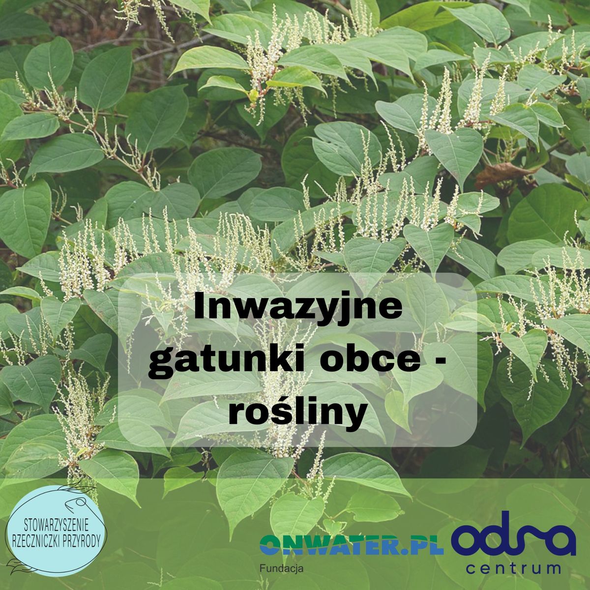 Inwazyjne gatunki obce - ro\u015bliny