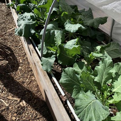 Brownsmill Community Garden Club