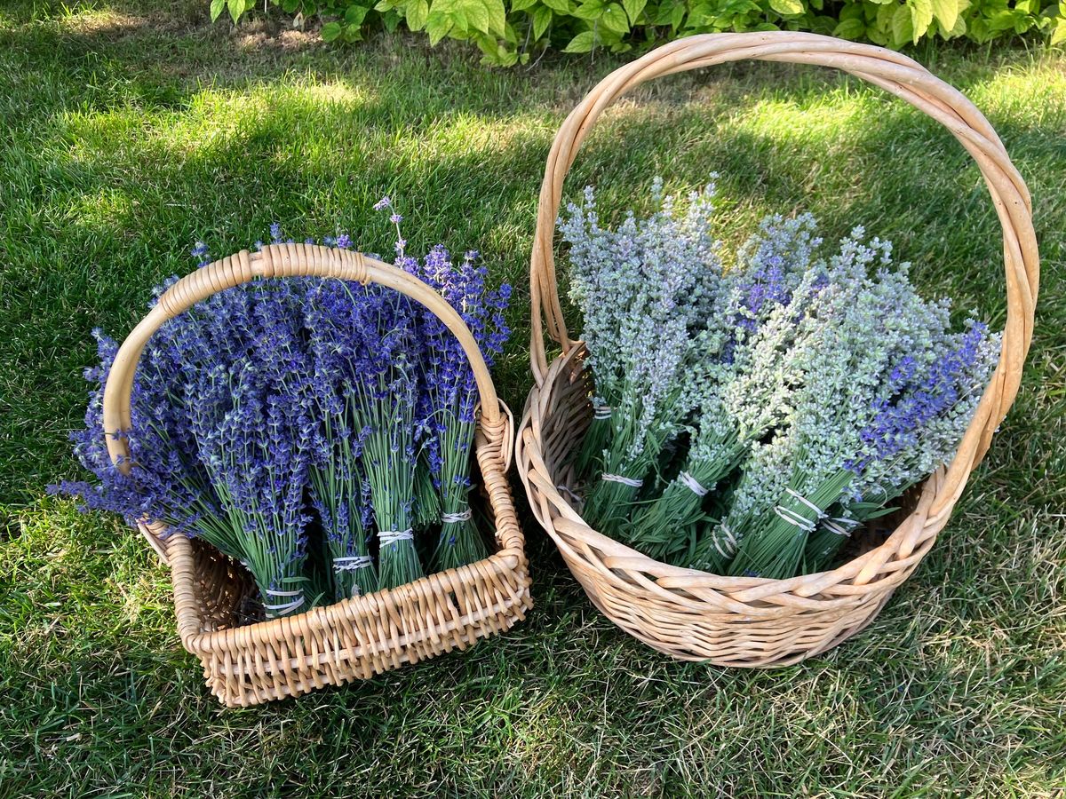 U-Pick Lavender at The Lavender Merchant