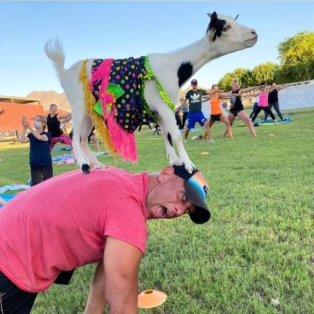 80\u2019s Goat and Alpaca Yoga 10am 11\/9