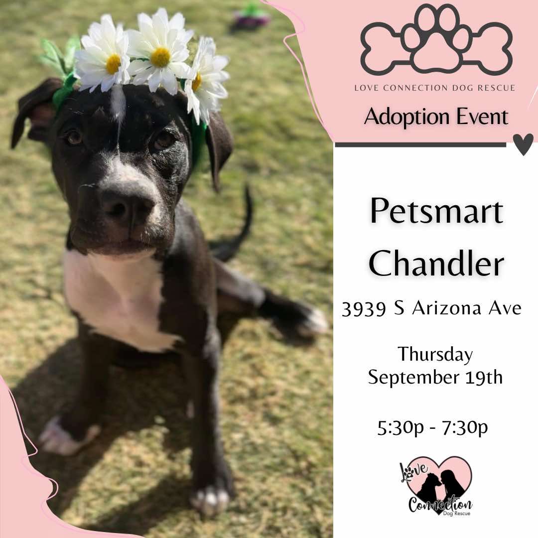 Petsmart - Chandler 