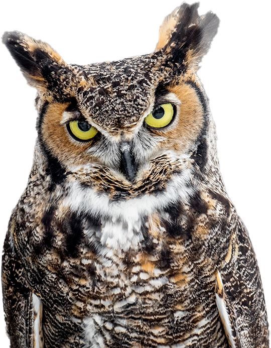 Dinner and a Speaker: Owls of Wisconsin