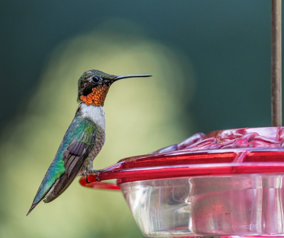 DIY Hummingbird Feeders