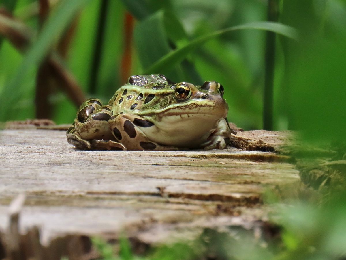 Frog Walk in the Sanctuary