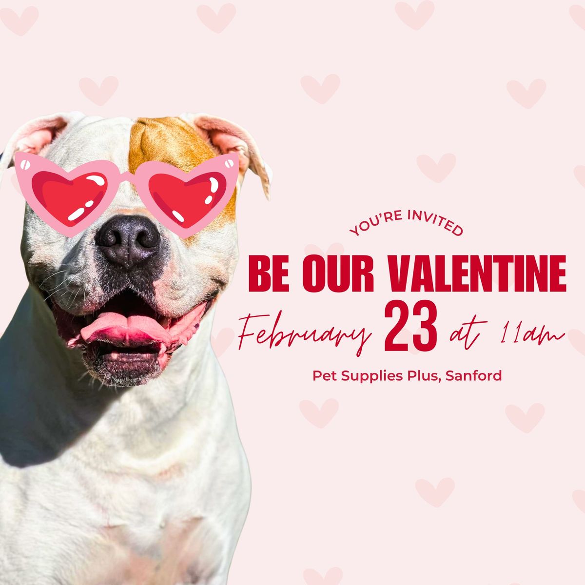 Be Our Valentine | Pittie Posse @ Pet Supplies Plus