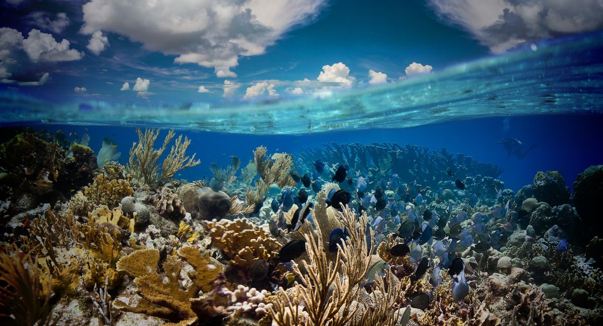 Coral Restoration Dive or Snorkel with Coral Restoration Foundation\u2122 and Rainbow Reef Dive Center