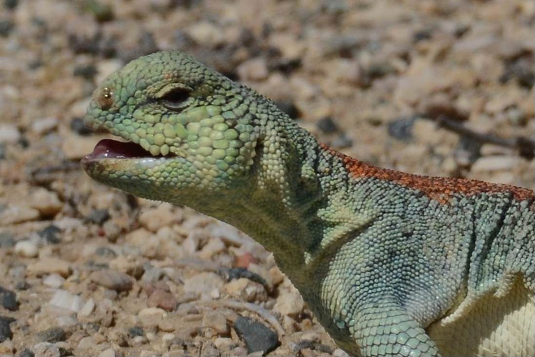 Oman \u2013 auf der Suche nach Uromastyx thomasi