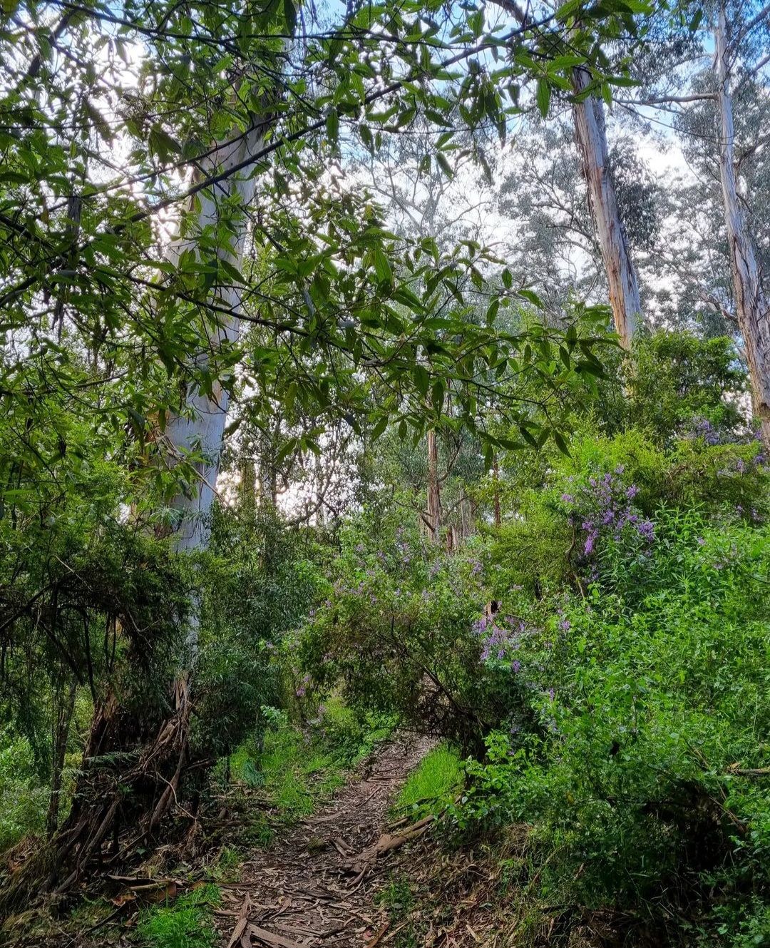 November walk: Erskine River trail, Lorne