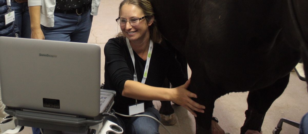 Equine Joint & Tendon Sheath Ultrasound and Therapies \u2013 A 2-Day Practical Course