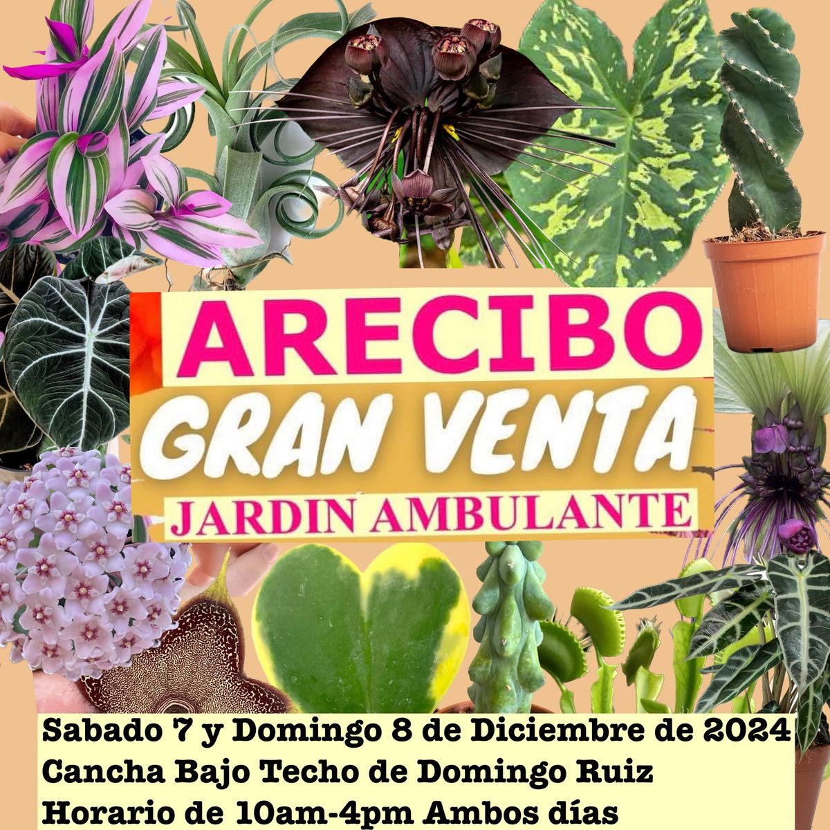 ARECIBO llega el Jard\u00edn Ambulante! Cactus, Plantas Carn\u00edvoras , Rosas del Desierto y mas ! 