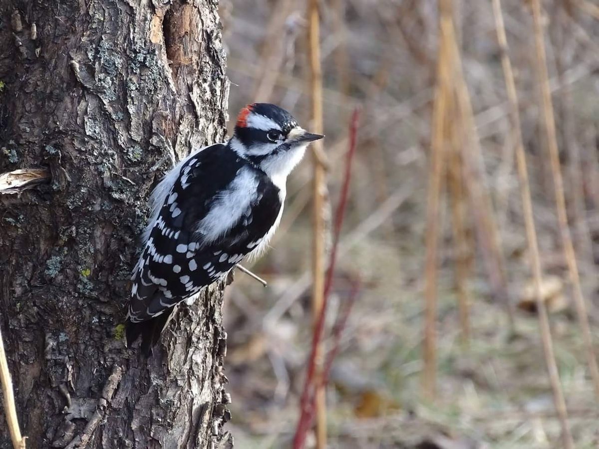 Winter Bird Walks