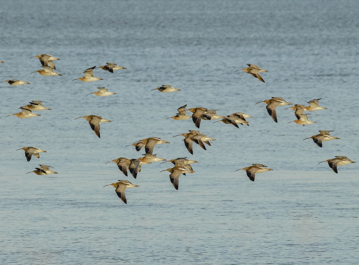 Wild Wader Celebration