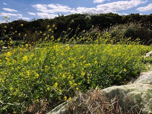 残4名 沖縄 在来大豆オーヒグーの種まき 油のお話会 Nishihara Okinawa 11 February 21