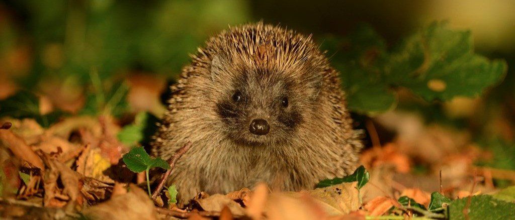 Preschoolers Nature Club - Hungry Hedgehogs