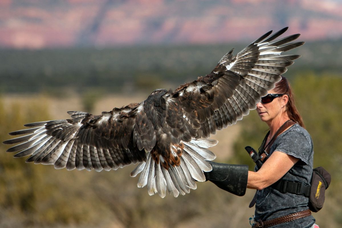 Celebrating World Falconry Day 