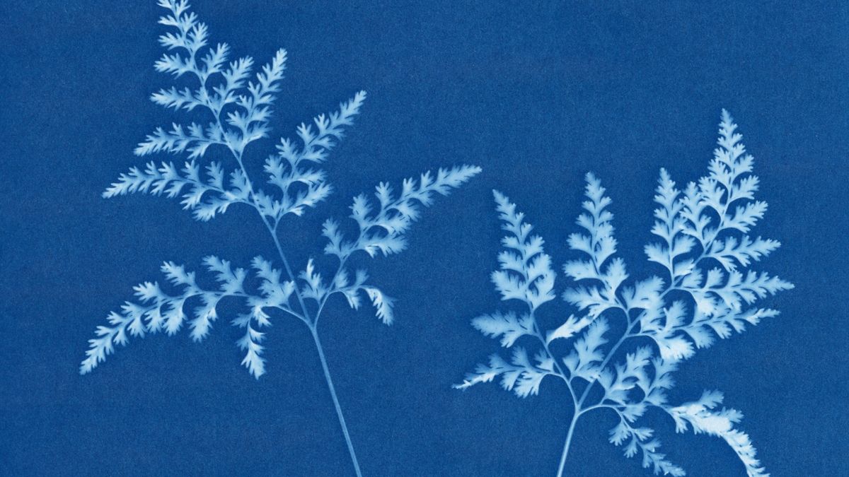 Workshop: Botanical Cyanotype Prints