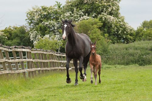 Breeding the Next Generation: New Advances in Stud Medicine and Equine Fertility